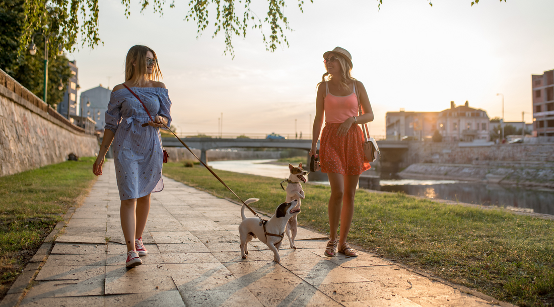 Summer in the City: Top Dog-Friendly Spots to Explore