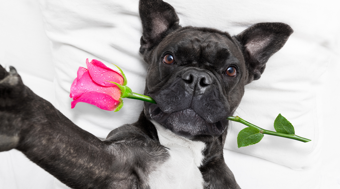 5 Ways to Celebrate Valentine’s Day with Your Pup