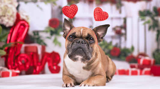 5 Heartwarming Ways to Celebrate Valentine's Day with Your Pup