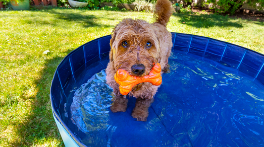 3 Dog Parks in NYC to Beat the Heat