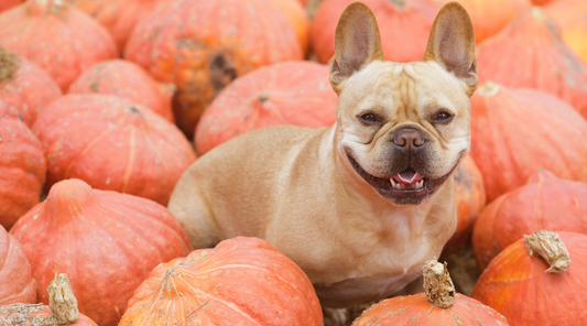 The WAGGIN Guide to a Pet-Friendly Thanksgiving