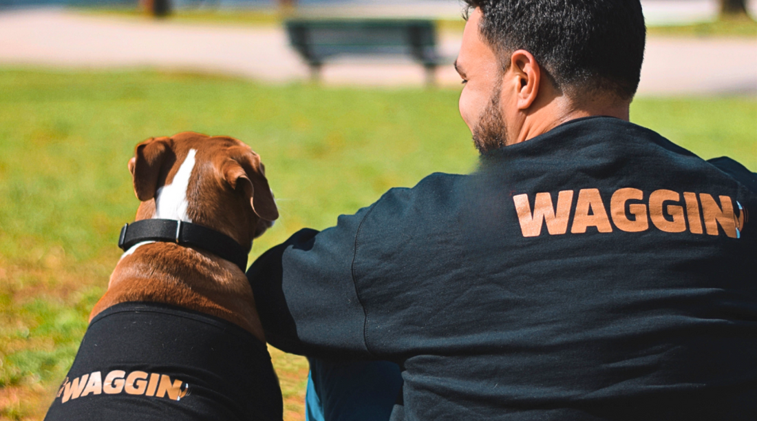 Paws & Reflect: Ginger's Impact on My Mental Health