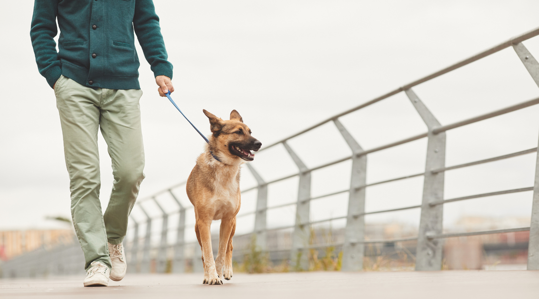 Paws & Reflect: The Mental Health Benefits of Exploring with Your Dog