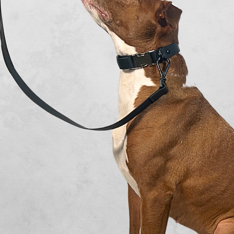 WAGGIN Walkin' Bundle - Quick Release Collar